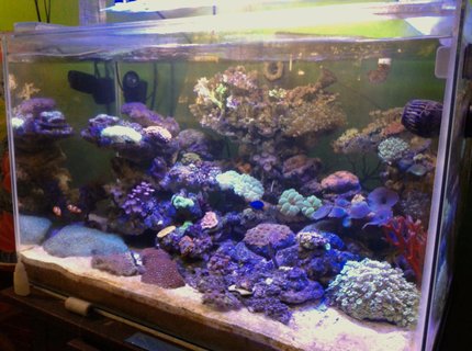 53 gallons reef tank (mostly live coral and fish) - Lps coral 53 gallons reef tank (mostly live coral and fish) - Lps coral