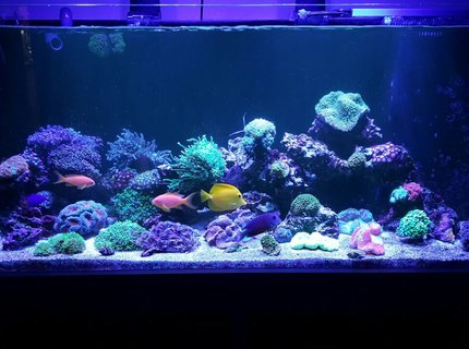 90 gallons reef tank (mostly live coral and fish) - . 90 gallons reef tank (mostly live coral and fish) - .
