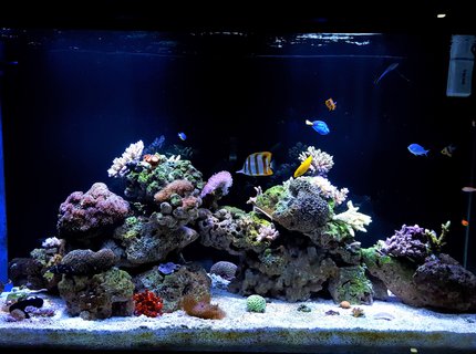 150 gallons reef tank (mostly live coral and fish) - My Tank 150G 150 gallons reef tank (mostly live coral and fish) - My Tank 150G