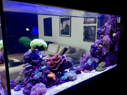 90 gallons reef tank (mostly live coral and fish) - Reef it 90 gallons reef tank (mostly live coral and fish) - Reef it