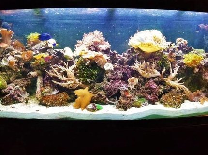 120 gallons reef tank (mostly live coral and fish) - Drop of a ocean seen indoors 120 gallons reef tank (mostly live coral and fish) - Drop of a ocean seen indoors