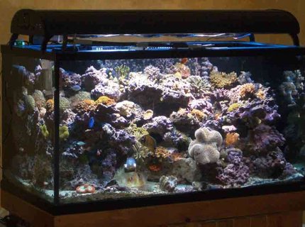 160 gallons reef tank (mostly live coral and fish) - Tank as of 11/29/06
Front angle View 160 gallons reef tank (mostly live coral and fish) - Tank as of 11/29/06
Front angle View