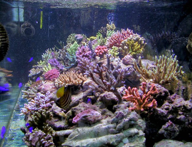 200 gallons reef tank (mostly live coral and fish) - 160x60x60 cm 2 x400w HQI
skimmer BK 250 Internal
reactor calciun handycraft
n° 2 Vortech Ecotech Marine 200 gallons reef tank (mostly live coral and fish) - 160x60x60 cm 2 x400w HQI
skimmer BK 250 Internal
reactor calciun handycraft
n° 2 Vortech Ecotech Marine