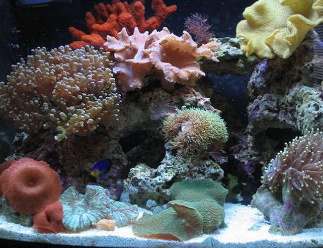 24 gallons reef tank (mostly live coral and fish) - 24 gallon Aqua Pod containing a pygmy angel, diamond goby, sea urchin, emerald crabs, coral banded shrimp, various snails, green mushrooms, red mushrooms, frogspawn, cabbage leather, fiji yellow leather, chili coral, pulse xenia, torch coral, star polyps, open brain, black sun polyps, and a red sponge. 24 gallons reef tank (mostly live coral and fish) - 24 gallon Aqua Pod containing a pygmy angel, diamond goby, sea urchin, emerald crabs, coral banded shrimp, various snails, green mushrooms, red mushrooms, frogspawn, cabbage leather, fiji yellow leather, chili coral, pulse xenia, torch coral, star polyps, open brain, black sun polyps, and a red sponge.