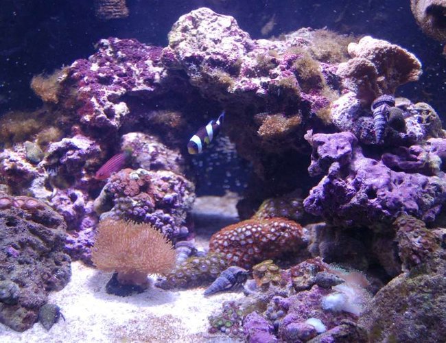 24 gallons reef tank (mostly live coral and fish) - 24g Nano cube with 150w sunpod 24 gallons reef tank (mostly live coral and fish) - 24g Nano cube with 150w sunpod