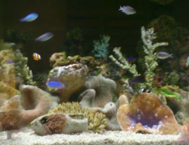 900 gallons reef tank (mostly live coral and fish) - reef tanks 900 gallons reef tank (mostly live coral and fish) - reef tanks