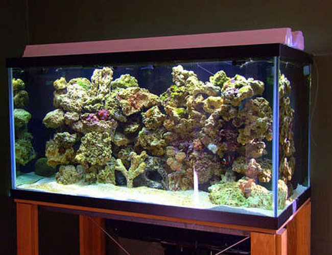 120 gallons reef tank (mostly live coral and fish) - hi 120 gallons reef tank (mostly live coral and fish) - hi