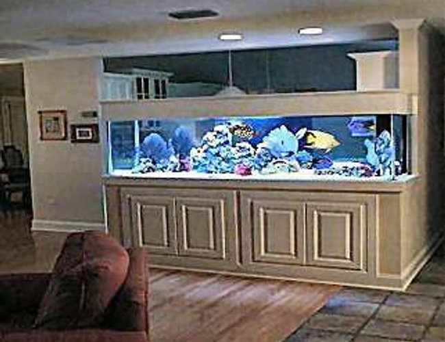 80 gallons reef tank (mostly live coral and fish) - my pool 80 gallons reef tank (mostly live coral and fish) - my pool