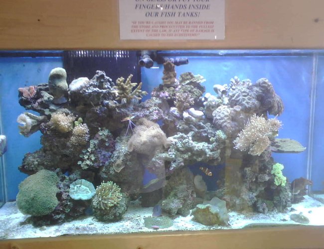 90 gallons reef tank (mostly live coral and fish) - 1 of our many reef display tanks 90 gallons 90 gallons reef tank (mostly live coral and fish) - 1 of our many reef display tanks 90 gallons