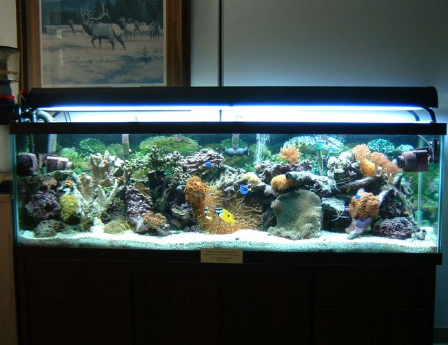 125 gallons reef tank (mostly live coral and fish) - 15 Month's. Good stuff happening now!! 125 gallons reef tank (mostly live coral and fish) - 15 Month's. Good stuff happening now!!