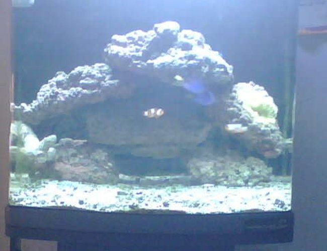24 gallons reef tank (mostly live coral and fish) - 2 percula clowns, 2 blue hippo's, 1 cleaner shrimp, 20 hermits, 20 lbs of live rock, yellow with pink tips carpet anemone. 24 gallons nano-cube 24 gallons reef tank (mostly live coral and fish) - 2 percula clowns, 2 blue hippo's, 1 cleaner shrimp, 20 hermits, 20 lbs of live rock, yellow with pink tips carpet anemone. 24 gallons nano-cube