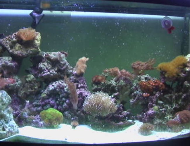 72 gallons reef tank (mostly live coral and fish) - 72 Gallon Bowfront 72 gallons reef tank (mostly live coral and fish) - 72 Gallon Bowfront