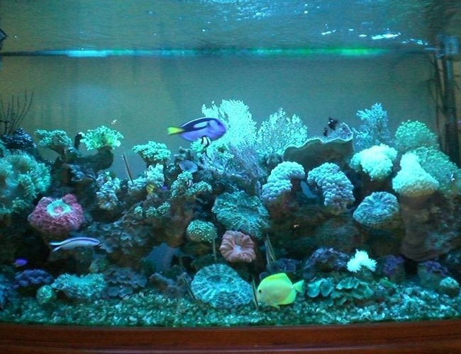 176 gallons reef tank (mostly live coral and fish) - Tank 176 gallons reef tank (mostly live coral and fish) - Tank