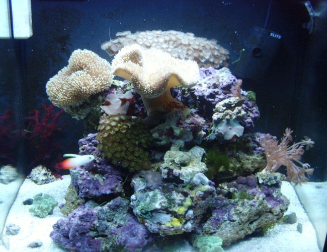 24 gallons reef tank (mostly live coral and fish) - 24 G Nano,9.5 kilo fuji live rock, Pulsing zenia, 2xToadstool,large brown button polp,green button poly,4xCandy Canes,Xmas tree coral,Blue Mushrooms,Green frilly mushroom,Purple and green mushrooms,Green Carpet Zenia,Red grape algae1x Firefish 1x cleaner shrimp,8 blue leg hermit crabs 24 gallons reef tank (mostly live coral and fish) - 24 G Nano,9.5 kilo fuji live rock, Pulsing zenia, 2xToadstool,large brown button polp,green button poly,4xCandy Canes,Xmas tree coral,Blue Mushrooms,Green frilly mushroom,Purple and green mushrooms,Green Carpet Zenia,Red grape algae1x Firefish 1x cleaner shrimp,8 blue leg hermit crabs