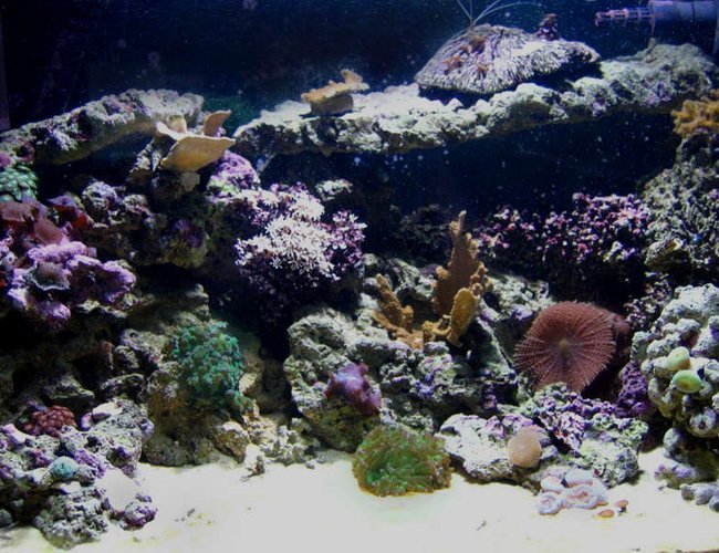 65 gallons reef tank (mostly live coral and fish) - 65g 65 gallons reef tank (mostly live coral and fish) - 65g