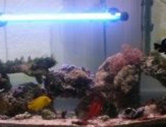 52 gallons reef tank (mostly live coral and fish) - 1 chocolate yellow mimic tang, 2 true percula clown fish, 1 maroon and gold clown fish, 1 yellow tailed damsel, 1 domino damsel, 1 electric red flame scallop, 1 bubble tipped anemone, sun polyps, xenia, star polyps, various feather dusters, striped mushrooms, 20 lbs. of live rock, 100 lbs. of live sand. 52 gallons reef tank (mostly live coral and fish) - 1 chocolate yellow mimic tang, 2 true percula clown fish, 1 maroon and gold clown fish, 1 yellow tailed damsel, 1 domino damsel, 1 electric red flame scallop, 1 bubble tipped anemone, sun polyps, xenia, star polyps, various feather dusters, striped mushrooms, 20 lbs. of live rock, 100 lbs. of live sand.