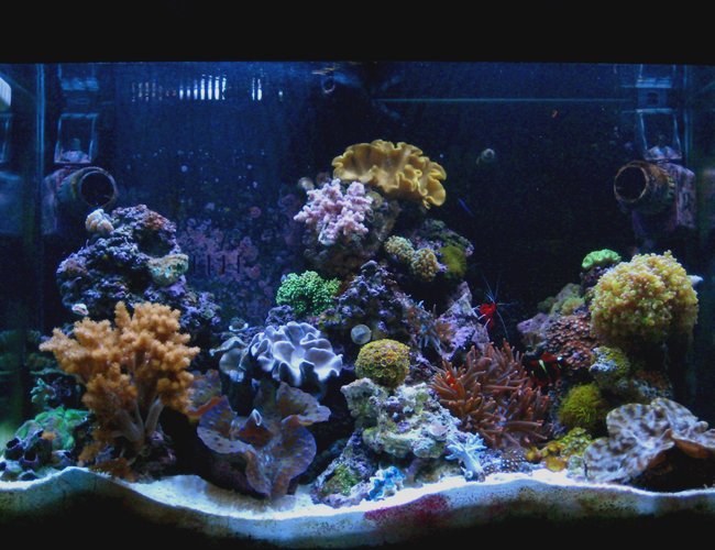 65 gallons reef tank (mostly live coral and fish) - 11-22-07 update FTS 65 gallons reef tank (mostly live coral and fish) - 11-22-07 update FTS