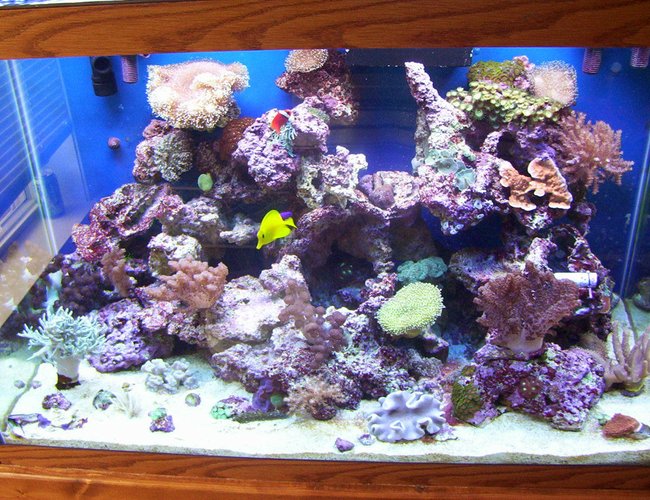 65 gallons reef tank (mostly live coral and fish) 65 gallons reef tank (mostly live coral and fish)