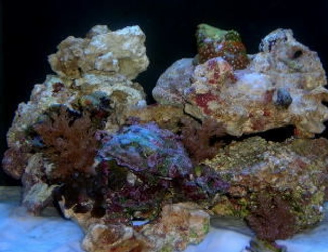 12 gallons reef tank (mostly live coral and fish) - 12 gallon nano cube dlx
9 hermit crabs, 2 emerald crabs, 3 turbo snail
Couple of polyps, few small feather dusters, 3 mussels.
will be adding more polyps and mushrooms in the near fusture along with a fire shrimp 12 gallons reef tank (mostly live coral and fish) - 12 gallon nano cube dlx
9 hermit crabs, 2 emerald crabs, 3 turbo snail
Couple of polyps, few small feather dusters, 3 mussels.
will be adding more polyps and mushrooms in the near fusture along with a fire shrimp