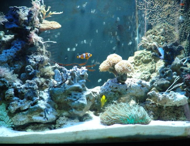 88 gallons reef tank (mostly live coral and fish) - My baby 88 gallons reef tank (mostly live coral and fish) - My baby