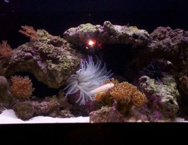 52 gallons reef tank (mostly live coral and fish) - Six weeks in what do you think? I know I dont have much yet looking for ideas to add more color and depth. 52 gallons reef tank (mostly live coral and fish) - Six weeks in what do you think? I know I dont have much yet looking for ideas to add more color and depth.