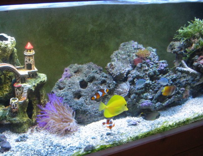 60 gallons reef tank (mostly live coral and fish) - my fish tank two years later 60 gallons reef tank (mostly live coral and fish) - my fish tank two years later