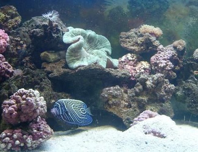 450 gallons reef tank (mostly live coral and fish) - my baby tank... my emp. is looking for food as always... she is now in our 500 gal. diamond goby has made a home under his rock... which is never clean enough for him.... everyone is getting excited there on there way to to big tank!!!! watch for updates 450 gallons reef tank (mostly live coral and fish) - my baby tank... my emp. is looking for food as always... she is now in our 500 gal. diamond goby has made a home under his rock... which is never clean enough for him.... everyone is getting excited there on there way to to big tank!!!! watch for updates