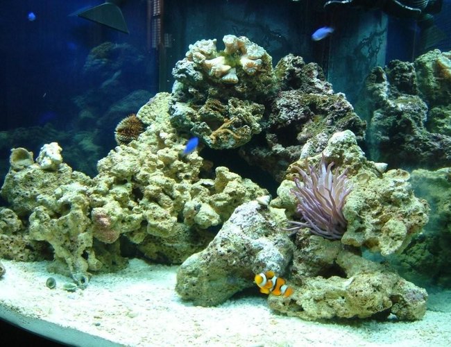 54 gallons reef tank (mostly live coral and fish) - My latest Picture of my tank... 54 gallons reef tank (mostly live coral and fish) - My latest Picture of my tank...