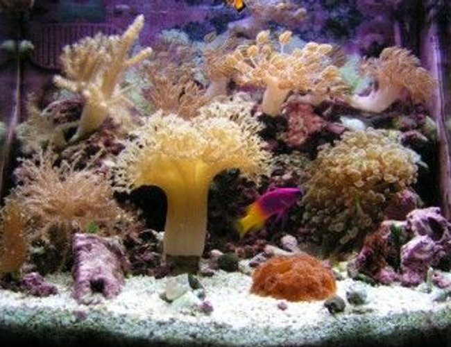 12 gallons reef tank (mostly live coral and fish) - Alivia's 12 gl nano 12 gallons reef tank (mostly live coral and fish) - Alivia's 12 gl nano