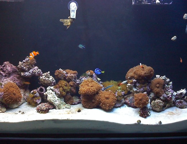 80 gallons reef tank (mostly live coral and fish) - 80 gallon reef 80 gallons reef tank (mostly live coral and fish) - 80 gallon reef