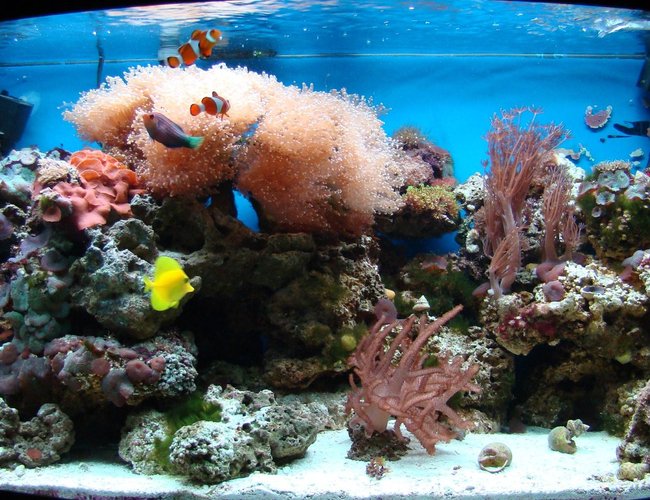 46 gallons reef tank (mostly live coral and fish) 46 gallons reef tank (mostly live coral and fish)