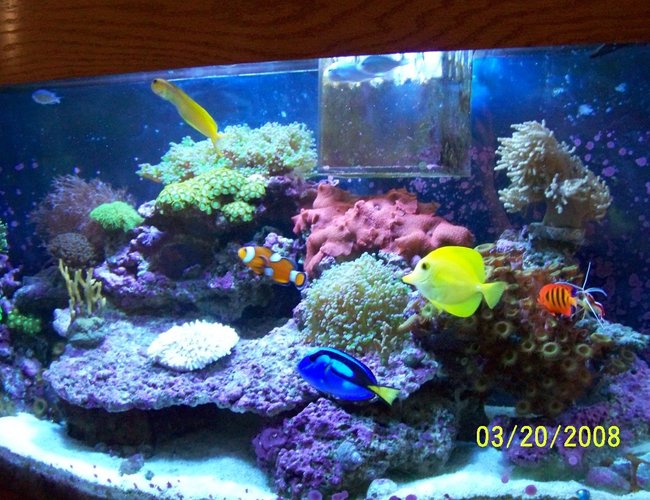46 gallons reef tank (mostly live coral and fish) - my 46 gallon project 46 gallons reef tank (mostly live coral and fish) - my 46 gallon project