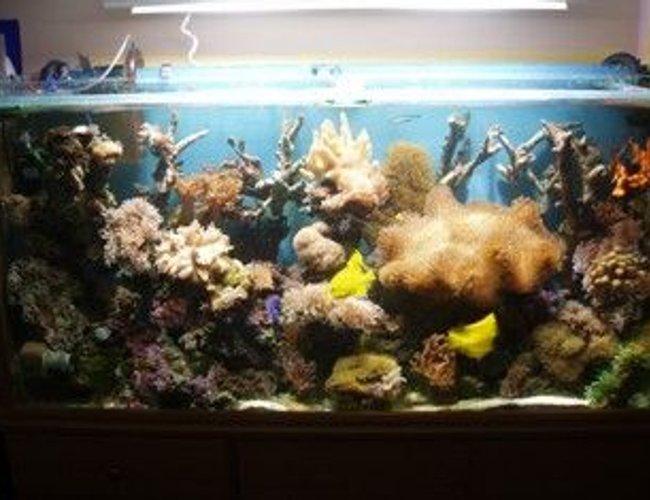 250 gallons reef tank (mostly live coral and fish) - reef tank all soft coral and a few fish 250w halides riff 500 sump phosphate reactor and fx5 for filter 250 gallons reef tank (mostly live coral and fish) - reef tank all soft coral and a few fish 250w halides riff 500 sump phosphate reactor and fx5 for filter