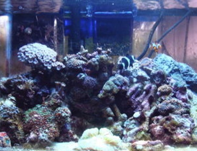 999 gallons reef tank (mostly live coral and fish) - 10 gallon nano reef 999 gallons reef tank (mostly live coral and fish) - 10 gallon nano reef