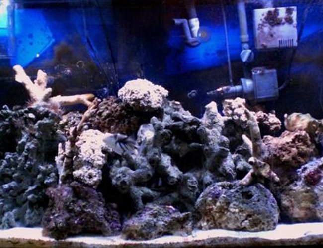 60 gallons reef tank (mostly live coral and fish) - My tank 60 gallons reef tank (mostly live coral and fish) - My tank