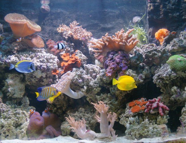 80 gallons reef tank (mostly live coral and fish) - Add new fishes 80 gallons reef tank (mostly live coral and fish) - Add new fishes