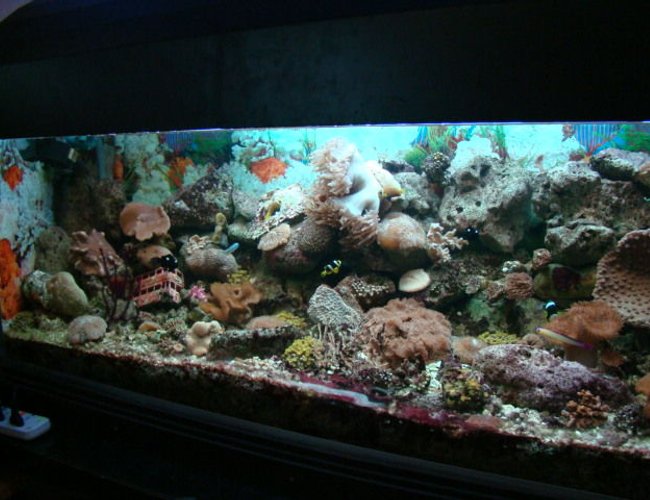 226 gallons reef tank (mostly live coral and fish) - been up and running for one year 226 gallons reef tank (mostly live coral and fish) - been up and running for one year