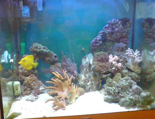 45 gallons reef tank (mostly live coral and fish) - Lido 120 Marine Conversion.
2 X Maxi Jet 1200 Power Heads
Eheim Ecco 2232 Canister
Deltec Mce 300 Skimmer
Jewel Hi-Lite T5 lighting. 45 gallons reef tank (mostly live coral and fish) - Lido 120 Marine Conversion.
2 X Maxi Jet 1200 Power Heads
Eheim Ecco 2232 Canister
Deltec Mce 300 Skimmer
Jewel Hi-Lite T5 lighting.