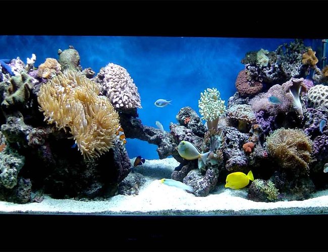 185 gallons reef tank (mostly live coral and fish) - new tank pics 185 gallons reef tank (mostly live coral and fish) - new tank pics