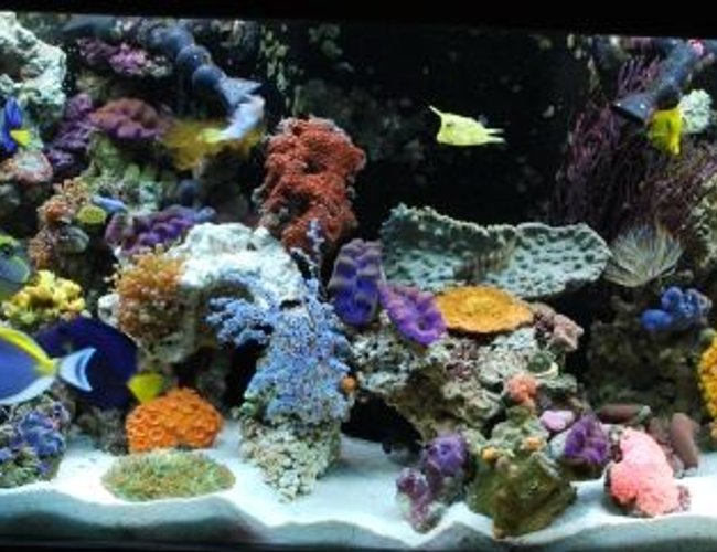 60 gallons reef tank (mostly live coral and fish) - 12/08 - Updated tank picture - with 31 different fish!!! We have added even more fish to our tank - We break all the rules and yet they still live 60 gallons reef tank (mostly live coral and fish) - 12/08 - Updated tank picture - with 31 different fish!!! We have added even more fish to our tank - We break all the rules and yet they still live