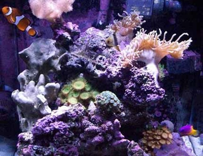 39 gallons reef tank (mostly live coral and fish) - My First reef tank. Had FO years back. 39 gallons reef tank (mostly live coral and fish) - My First reef tank. Had FO years back.