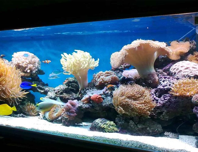 185 gallons reef tank (mostly live coral and fish) - My corals 185 gallons reef tank (mostly live coral and fish) - My corals