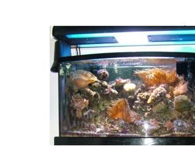 46 gallons reef tank (mostly live coral and fish) - My tank and all the corals. 46 gallons reef tank (mostly live coral and fish) - My tank and all the corals.