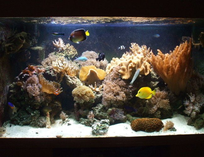 100 gallons reef tank (mostly live coral and fish) - g2 100 gallons reef tank (mostly live coral and fish) - g2