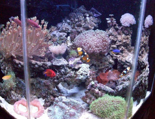 44 gallons reef tank (mostly live coral and fish) - 44g pentagon tank. 2 onyx clownfish, 2 flame angels, carpenter flasher wrasse, yellow candy hogfish, kupang damsel, diamond watchman goby, 2 bubble tip anenomes, emerald crab, cleaner shrimp, banded coral shrimp, 3 conches, multiple snails and hermits. Contains mixed zoanthids, various frogs spawn, neon candy, kryptonite candy, goniopora, various brains, leather finger, various torches, various star polyps, various shrooms, bubbles. 44 gallons reef tank (mostly live coral and fish) - 44g pentagon tank. 2 onyx clownfish, 2 flame angels, carpenter flasher wrasse, yellow candy hogfish, kupang damsel, diamond watchman goby, 2 bubble tip anenomes, emerald crab, cleaner shrimp, banded coral shrimp, 3 conches, multiple snails and hermits. Contains mixed zoanthids, various frogs spawn, neon candy, kryptonite candy, goniopora, various brains, leather finger, various torches, various star polyps, various shrooms, bubbles.
