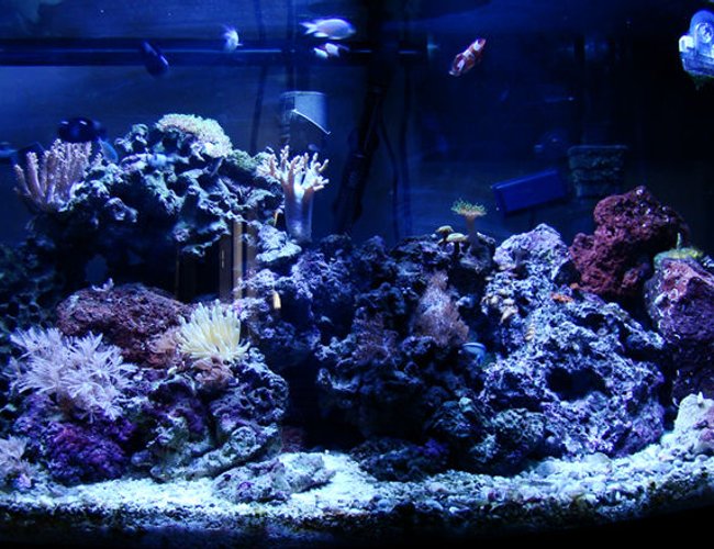 46 gallons reef tank (mostly live coral and fish) - 46 gallon bowfront 36x18x16 - 250 w metal halide 14000k - 100lb LR - yellow tang,pair of gold stripe maroon clowns, 4 green chromis, 2 domiino damsels, striped damsel, scooter blenny, cleaner wrasse - GSP, green toadstool leather, finger leather 6 types of zoos, giant green palythoa, yellow polyps, kenya tree, green mushrooms 2 variations of anthilia, bali green slimer 46 gallons reef tank (mostly live coral and fish) - 46 gallon bowfront 36x18x16 - 250 w metal halide 14000k - 100lb LR - yellow tang,pair of gold stripe maroon clowns, 4 green chromis, 2 domiino damsels, striped damsel, scooter blenny, cleaner wrasse - GSP, green toadstool leather, finger leather 6 types of zoos, giant green palythoa, yellow polyps, kenya tree, green mushrooms 2 variations of anthilia, bali green slimer