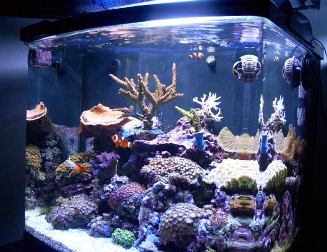 24 gallons reef tank (mostly live coral and fish) - My Reef 24 gallons reef tank (mostly live coral and fish) - My Reef