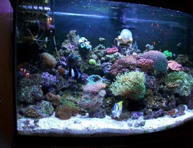 46 gallons reef tank (mostly live coral and fish) - my get away 46 gallons reef tank (mostly live coral and fish) - my get away