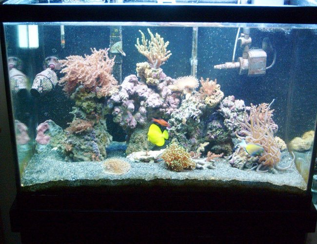 65 gallons reef tank (mostly live coral and fish) - newest pic one year after being setup 65 gallons reef tank (mostly live coral and fish) - newest pic one year after being setup