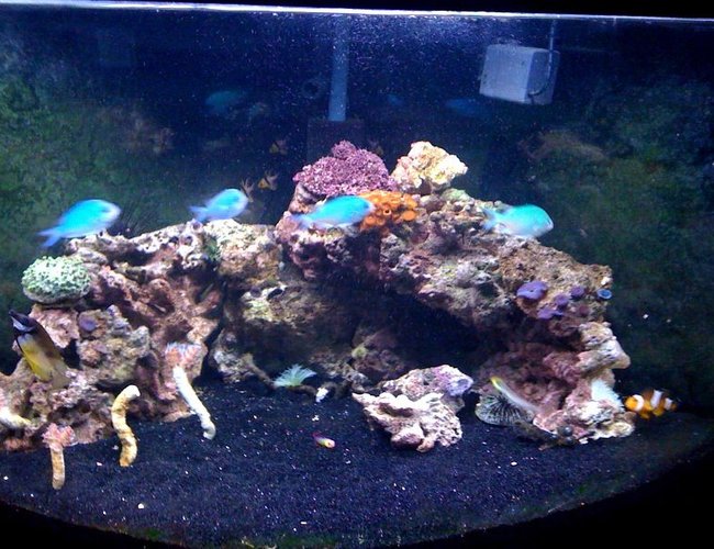 54 gallons reef tank (mostly live coral and fish) - 54 gallon corner reef tank 54 gallons reef tank (mostly live coral and fish) - 54 gallon corner reef tank